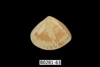 藏品(花蛤)的圖片